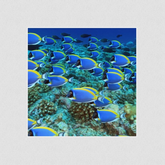 Akustikbild Basotect® Schallabsorber - Die Schwarmintelligenz der Fische in vielen Größen