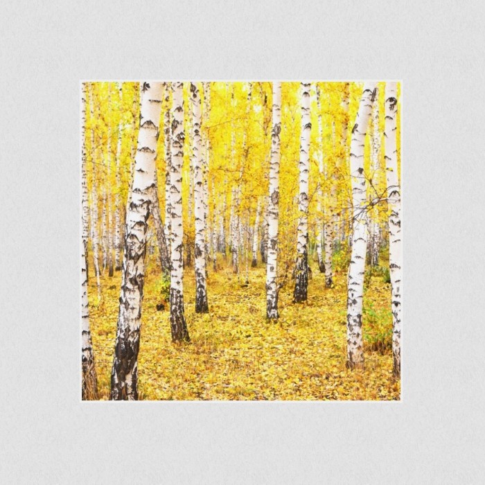 Akustikbild Basotect® Schallabsorber - Wald-Leuchtende Farben im Herbst in vielen Größen
