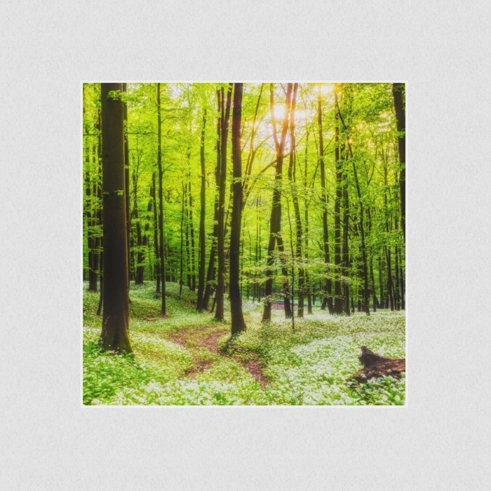 Akustikbild Basotect® Schallabsorber - Waldweg – Lassen Sie sich von der Natur ablenken! in vielen Größen