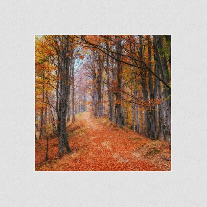 Akustikbild Basotect® Schallabsorber - Waldweg im Herbstwald in vielen Größen