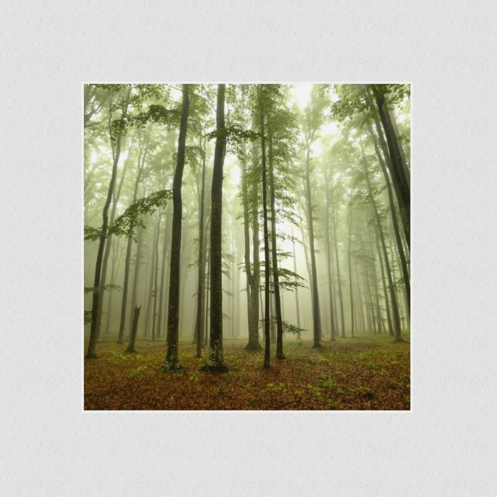 Akustikbild Basotect® Schallabsorber - Nebel im Wald in vielen Größen