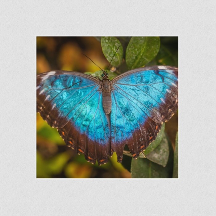 Akustikbild Basotect® Schallabsorber - Schmetterling-Die lautlosen Gaukler der Lüfte! in vielen Größen
