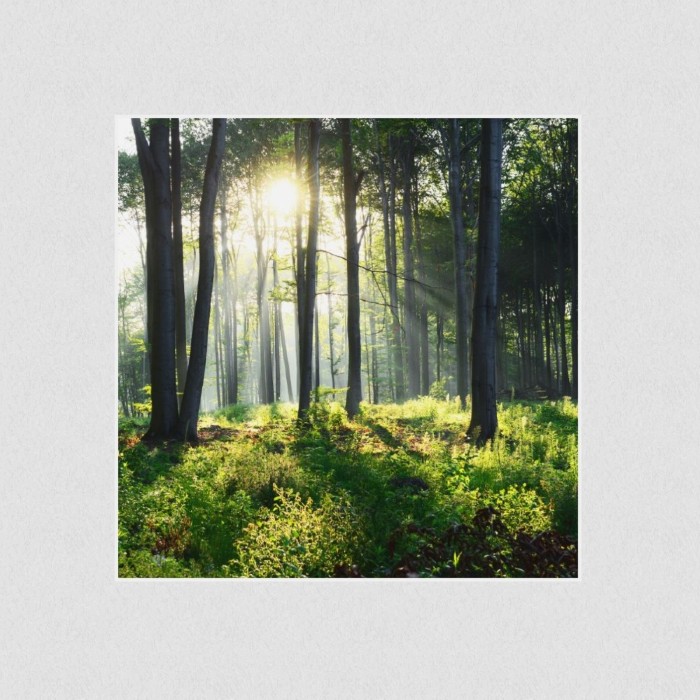 Akustikbild Basotect® Schallabsorber - Sonnenaufgang im Wald in vielen Größen