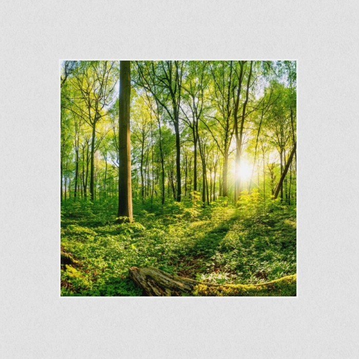 Akustikbild Basotect® Schallabsorber - Sonnenuntergang im Wald in vielen Größen
