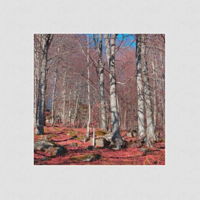 Akustikbild Basotect® Schallabsorber - Roter Waldboden in vielen Größen